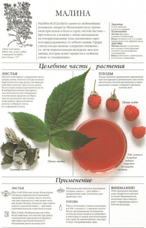 Малина лист 250 гр. в Москве